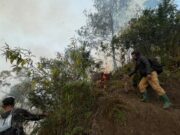 Karhutla Gunung Bromo Meluas hingga 51 Hektare, Petugas Hadapi Tantangan Angin Kencang