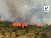 Kebun di Dusun Klandungan Dilalap Api Saat Cuaca Panas, Puluhan Petugas Dikerahkan